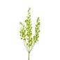 Pennycress (10 stem bunch)