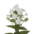 Phlox White (10 Stems)