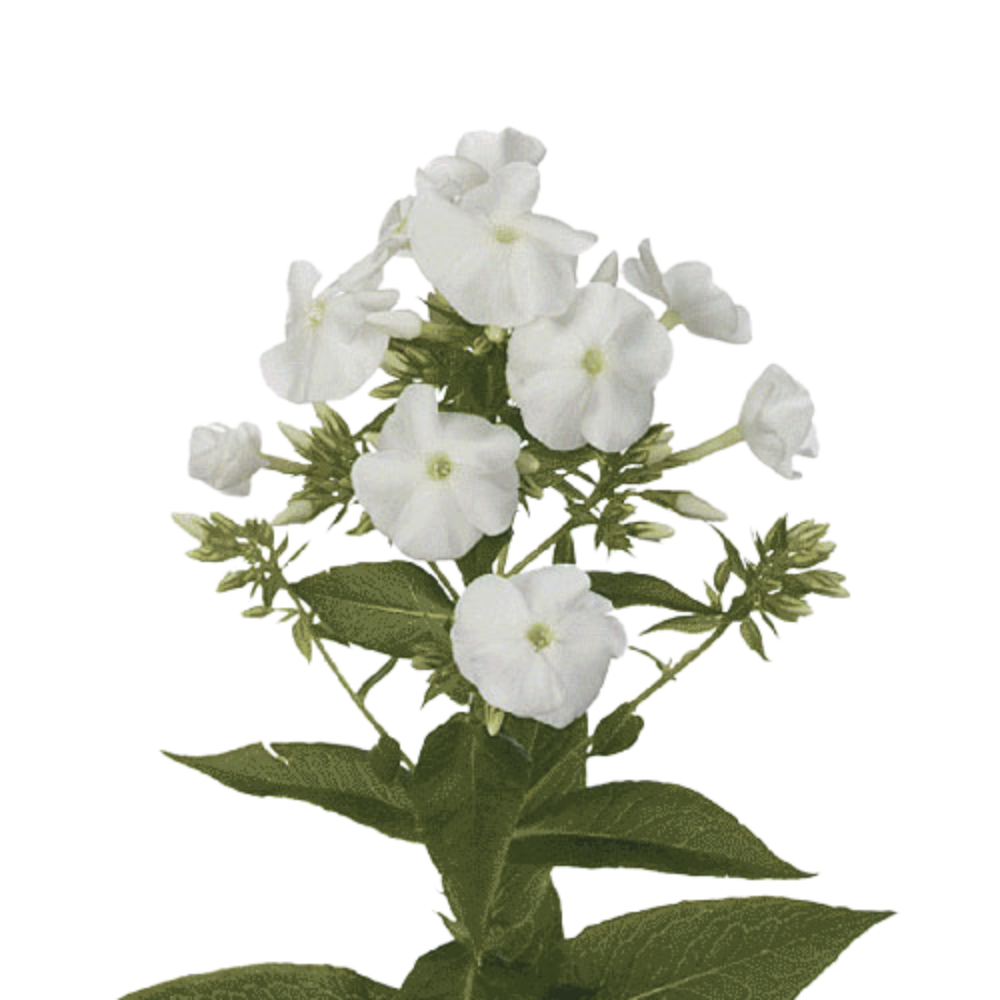Phlox White (10 Stems)