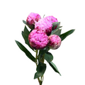 Peony Medium Pink (5 stems)