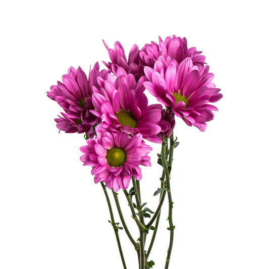 Pompon Daisy Dark Pink (7 stems)