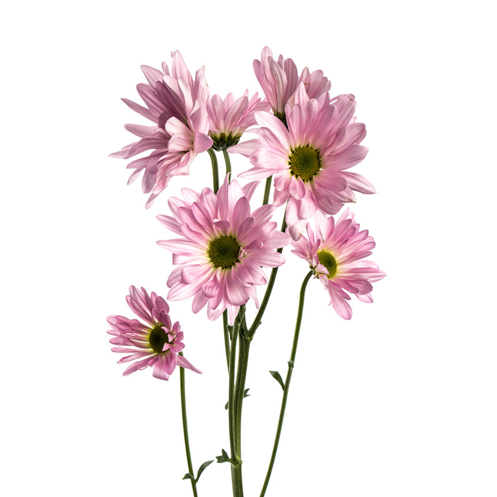 Pompon Daisy Light Pink (7 stems)