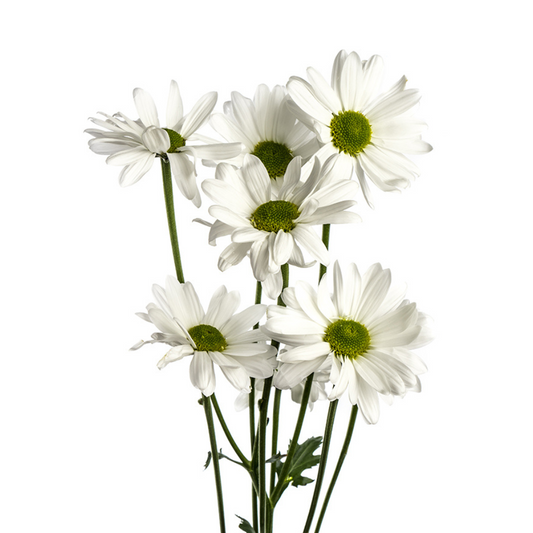 Pompon Daisy White (7 stems)