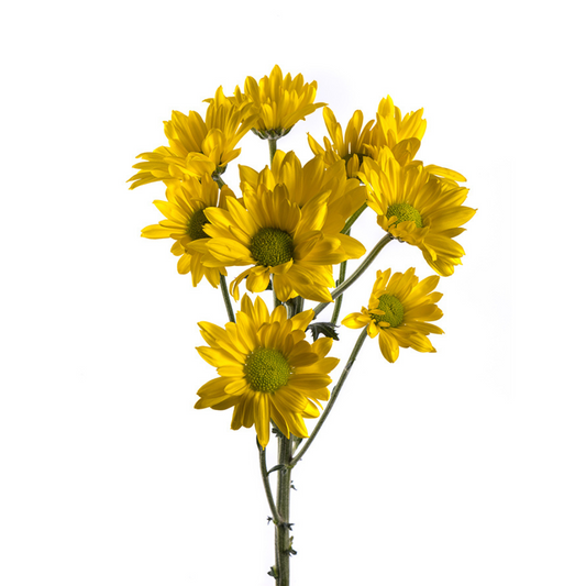 Pompon Daisy Yellow (7 stems)