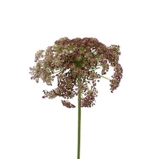 Queen Anne's Lace Chocolate (10 Stems)