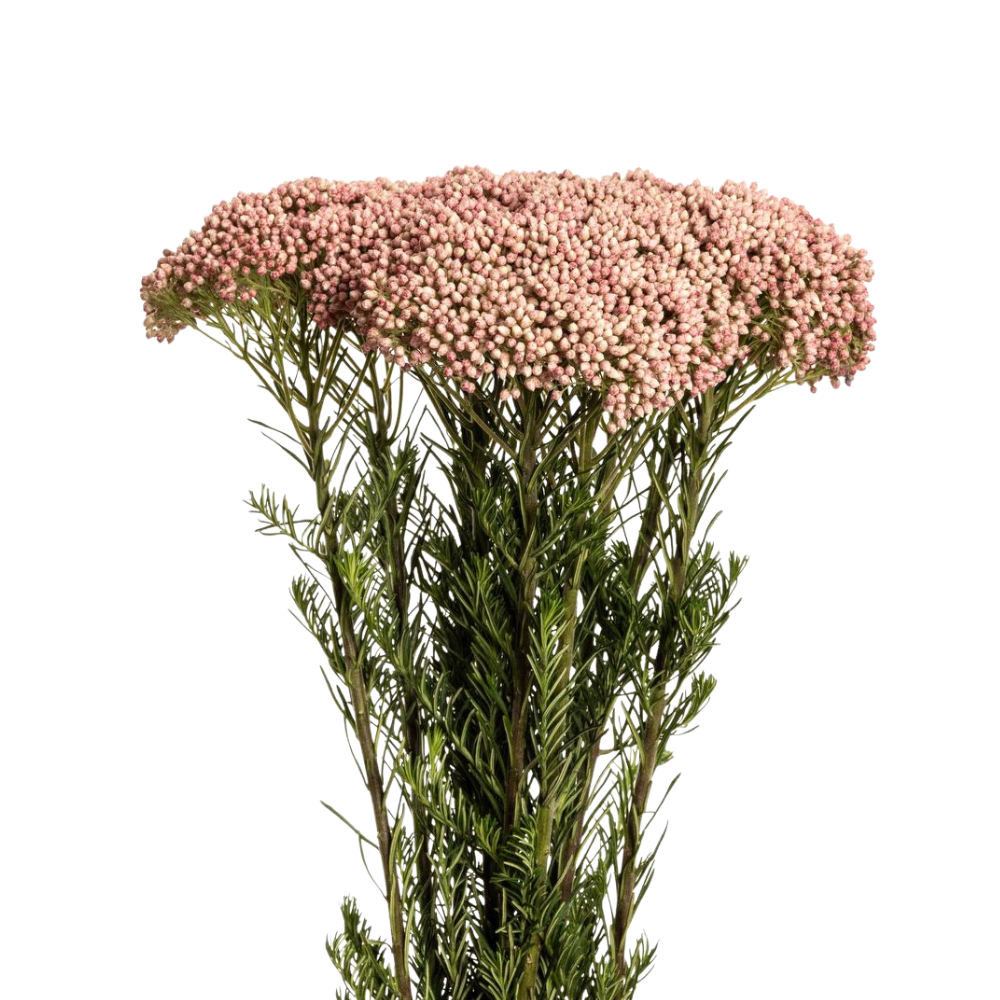 Rice Flower Pink – Metro Flower Market