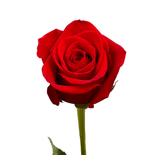 Rose Red (25 stems)