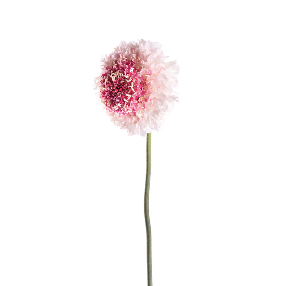 Scabiosa Light Pink (10 stems)