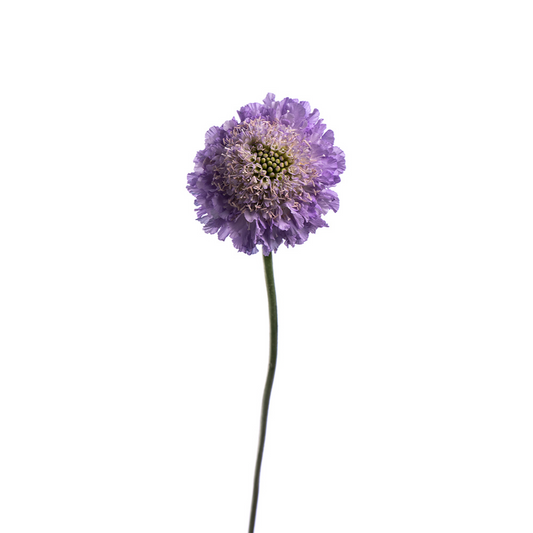 Scabiosa Lavender (10 stems)