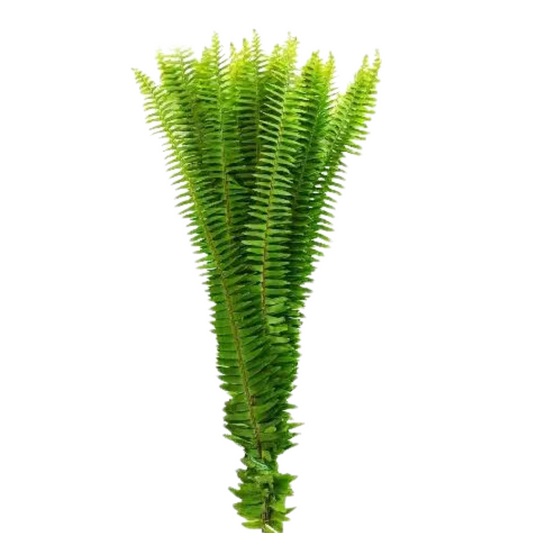 Sword Fern (10 Stems)