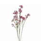 Waxflower Tinted Lavender (6 stem bunch)