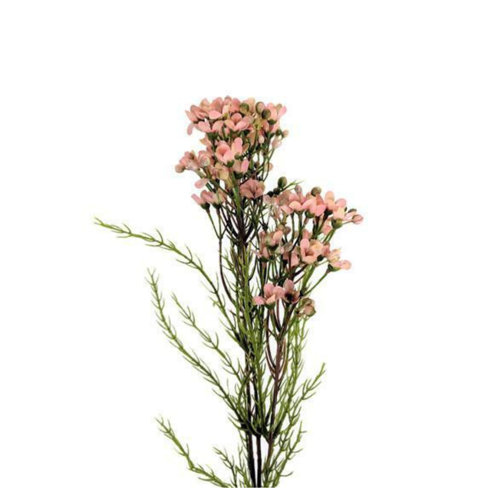 Waxflower Peach Tinted (10 stems)