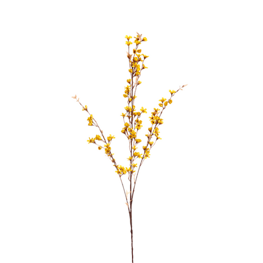 Waxflower Yellow Tinted (10 stems)