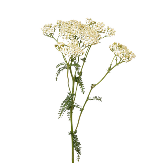 Yarrow White (10 Stems)