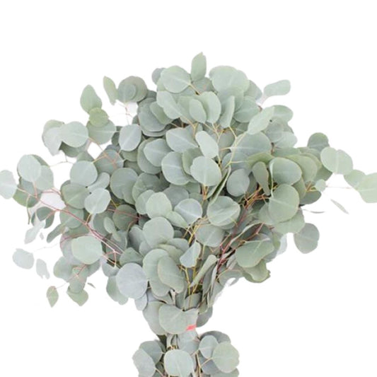 Eucalyptus Silver Dollar (10 stems)