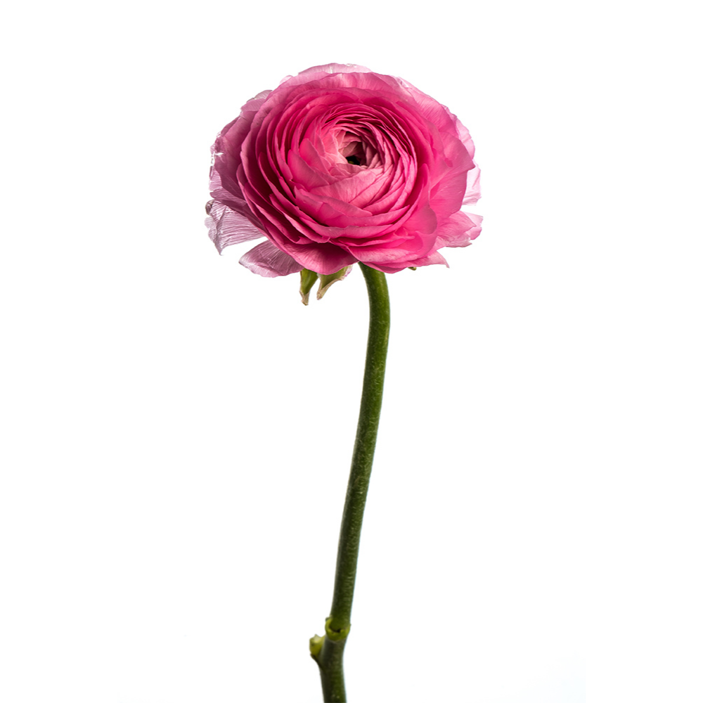 Ranunculus Hot Pink (10 Stems) – Metro Flower Market