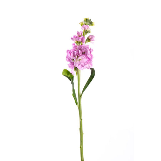 Stock Pink (10 stems)