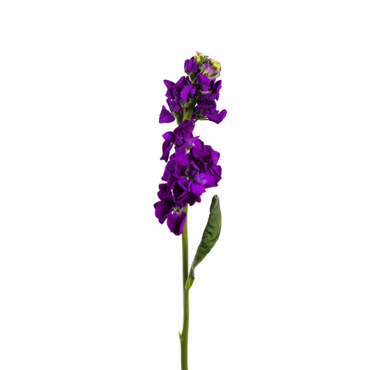 Stock Purple (10 stems)