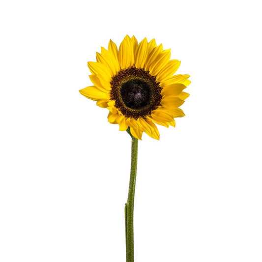 Sunflower Dark Center (5 stems)