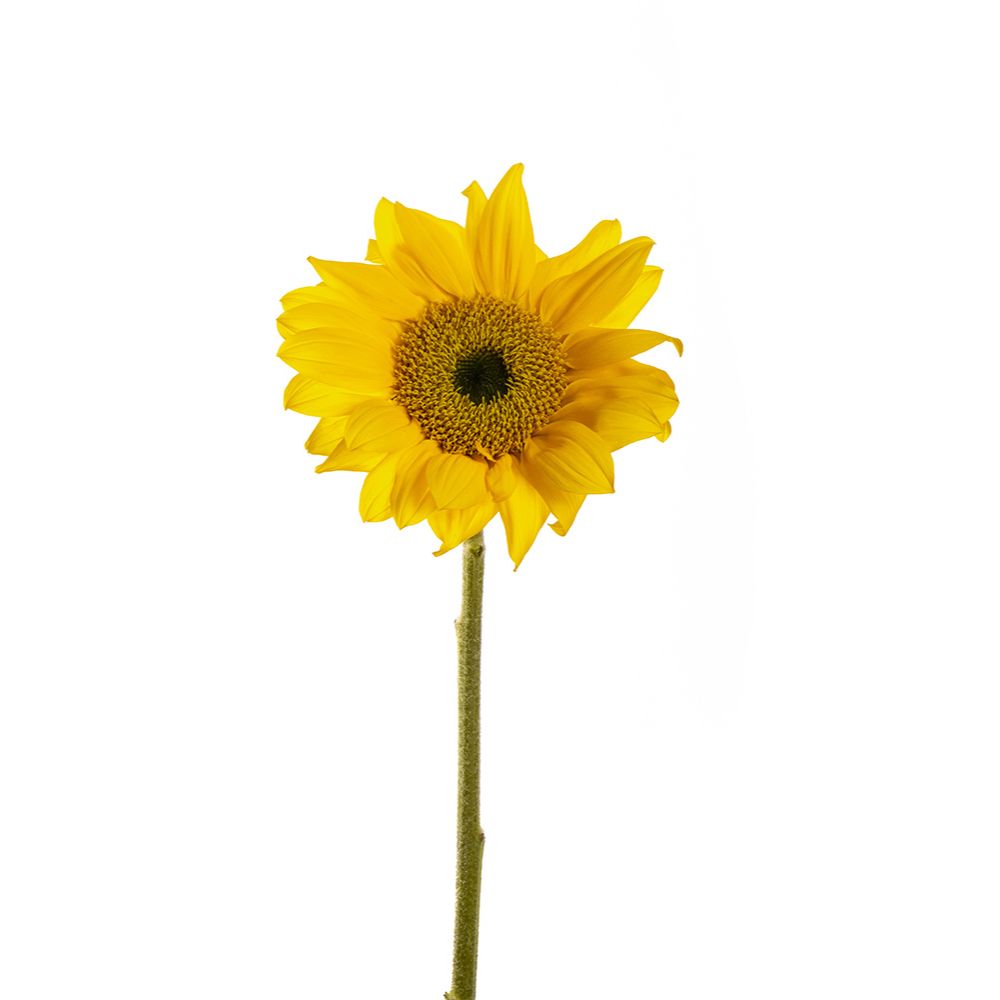Sunflower Light Center (5 stems)
