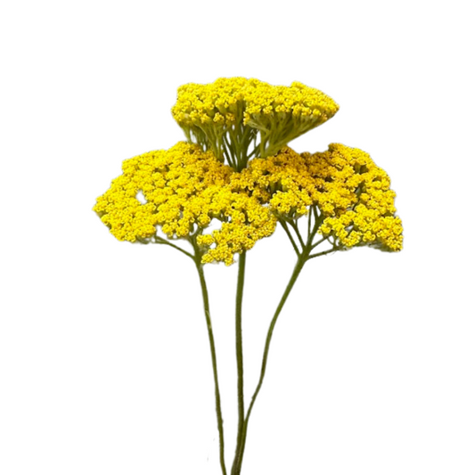 Yarrow Yellow