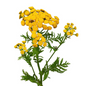 Yarrow Yellow Button (10 stem bunch)