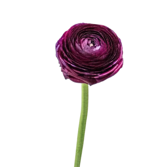 Ranunculus Burgundy (10 Stems)