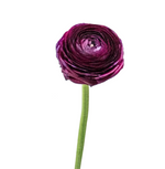 Ranunculus Burgundy (10 Stems)