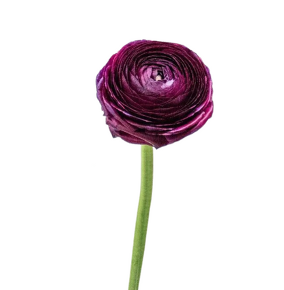 Ranunculus Elegance Burgundy (10 stem bunch)