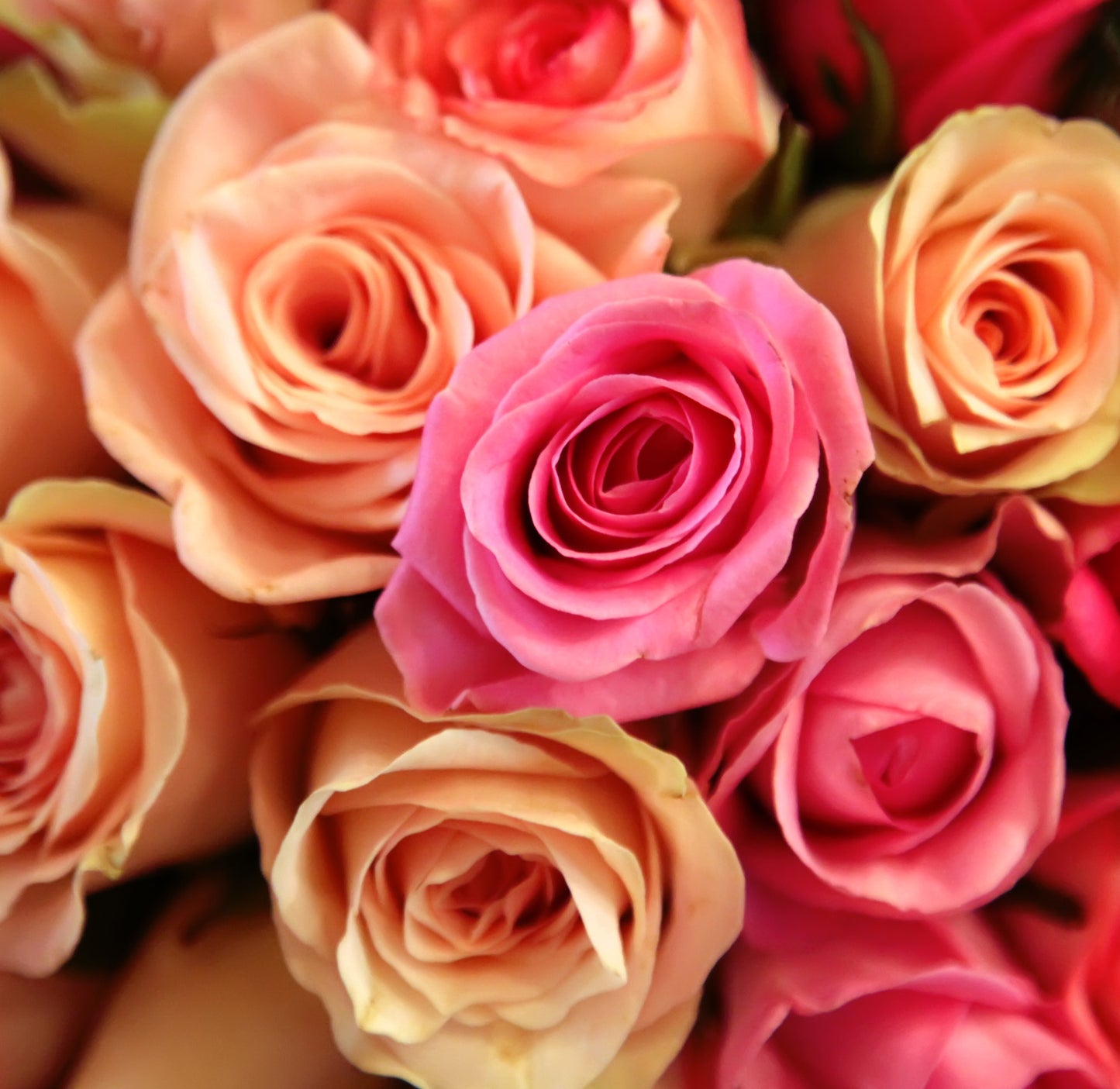 Flower Focus: Rose (October 6, 2024)