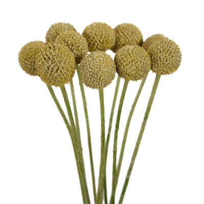 Craspedia Gold (10 Stems)