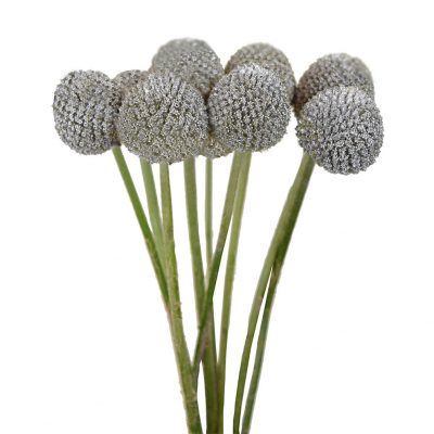 Craspedia Silver (10 Stems)