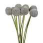 Craspedia Silver (10 stem bunch)