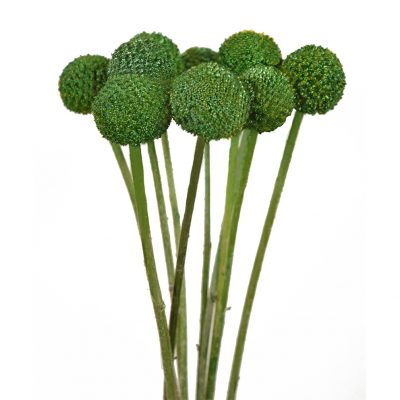 Craspedia Green (10 Stems)